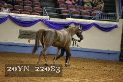 20YN_22083 thumbnail