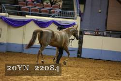 20YN_22084 thumbnail