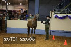 20YN_22086 thumbnail