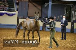 20YN_22096 thumbnail