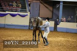20YN_22109 thumbnail