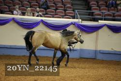 20YN_22145 thumbnail