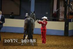 20YN_26288 thumbnail