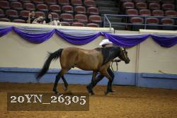 20YN_26305 thumbnail