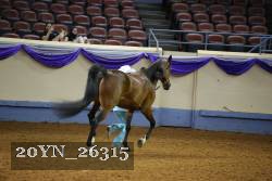 20YN_26315 thumbnail