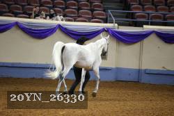 20YN_26330 thumbnail