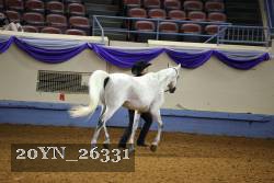 20YN_26331 thumbnail