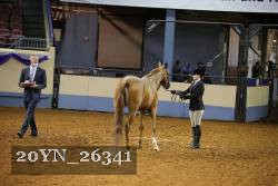 20YN_26341 thumbnail
