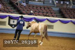 20YN_26398 thumbnail