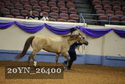20YN_26400 thumbnail