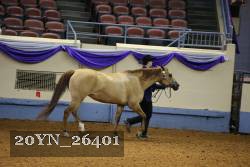 20YN_26401 thumbnail