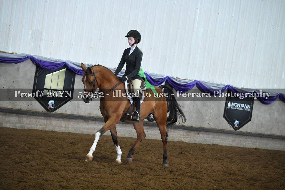 20YN_55952 Arabian Hunter Seat Equitation Not to Jump JTR 1418 CH