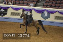 20YN_13774 thumbnail
