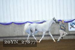 20YN_27877 thumbnail