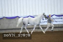 20YN_27878 thumbnail