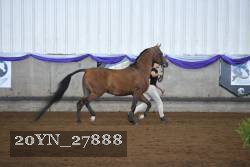 20YN_27888 thumbnail
