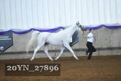 20YN_27896 thumbnail