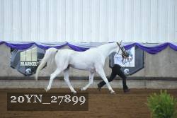 20YN_27899 thumbnail