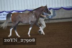 20YN_27908 thumbnail