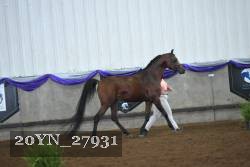 20YN_27931 thumbnail