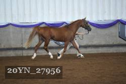 20YN_27956 thumbnail