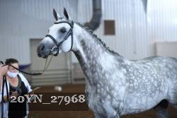 20YN_27968 thumbnail