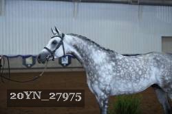 20YN_27975 thumbnail