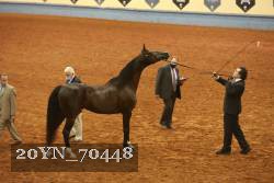 20YN_70448 thumbnail