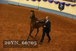 20YN_66705 thumbnail
