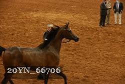 20YN_66706 thumbnail