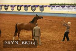 20YN_66714 thumbnail