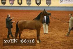 20YN_66716 thumbnail