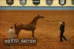 20YN_66720 thumbnail