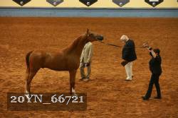 20YN_66721 thumbnail