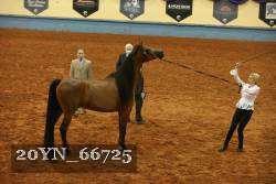 20YN_66725 thumbnail