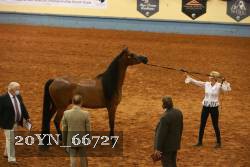 20YN_66727 thumbnail