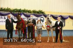 20YN_66765 thumbnail