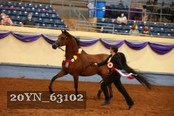 20YN_63102 thumbnail