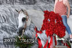 20YN_72475 thumbnail