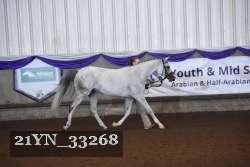 21YN_33268 thumbnail
