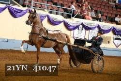 21YN_41047 thumbnail