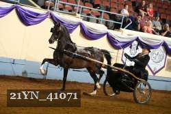 21YN_41071 thumbnail