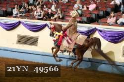 21YN_49566 thumbnail