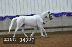 21YN_34387 thumbnail