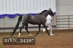21YN_34397 thumbnail
