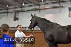 21YN_33540 thumbnail