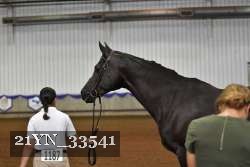 21YN_33541 thumbnail