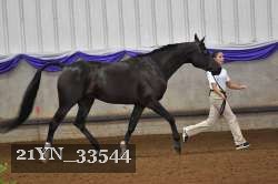 21YN_33544 thumbnail