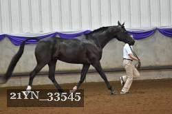 21YN_33545 thumbnail