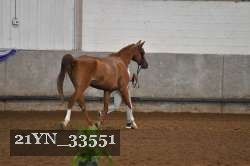 21YN_33551 thumbnail